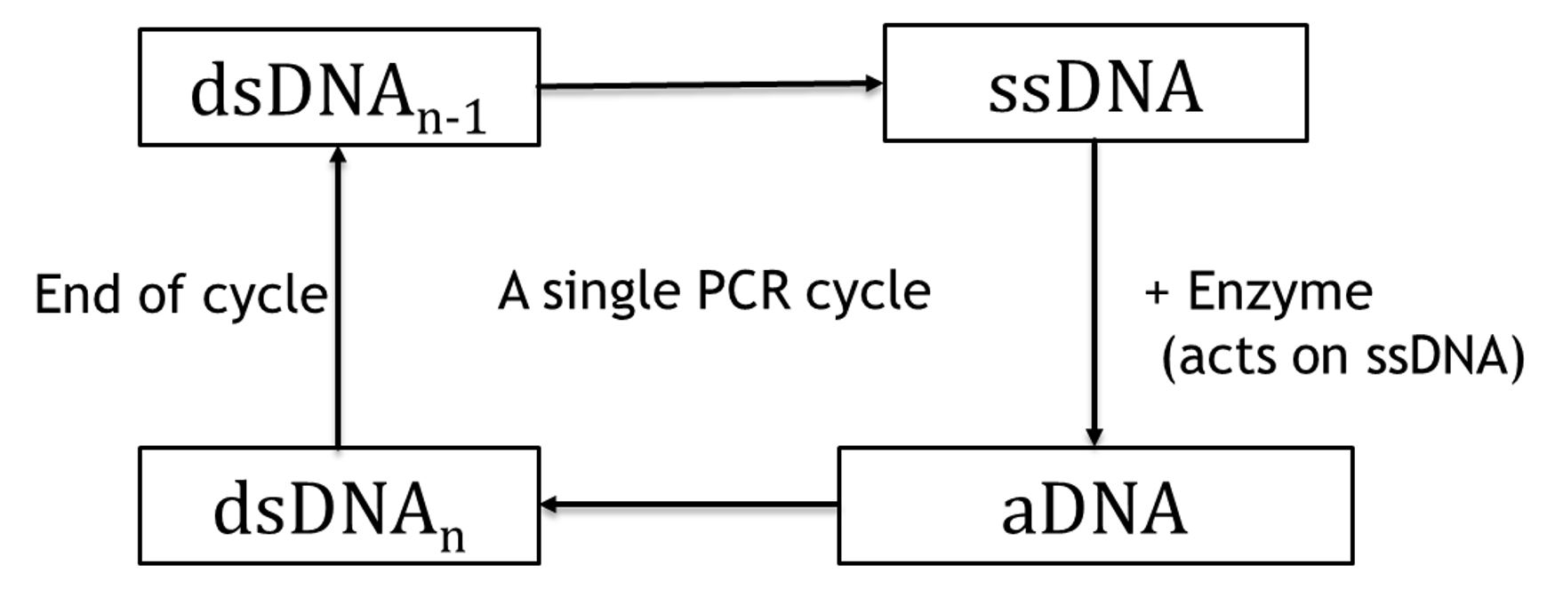 PCR cycle